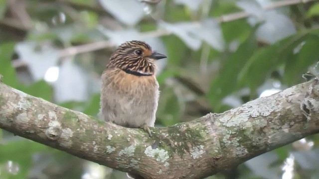 Crescent-chested Puffbird - ML411070721