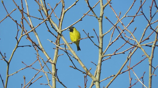 Hooded Siskin - ML411071001