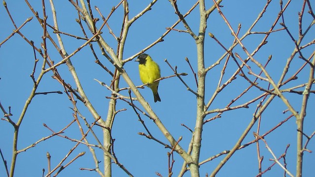 Hooded Siskin - ML411071001