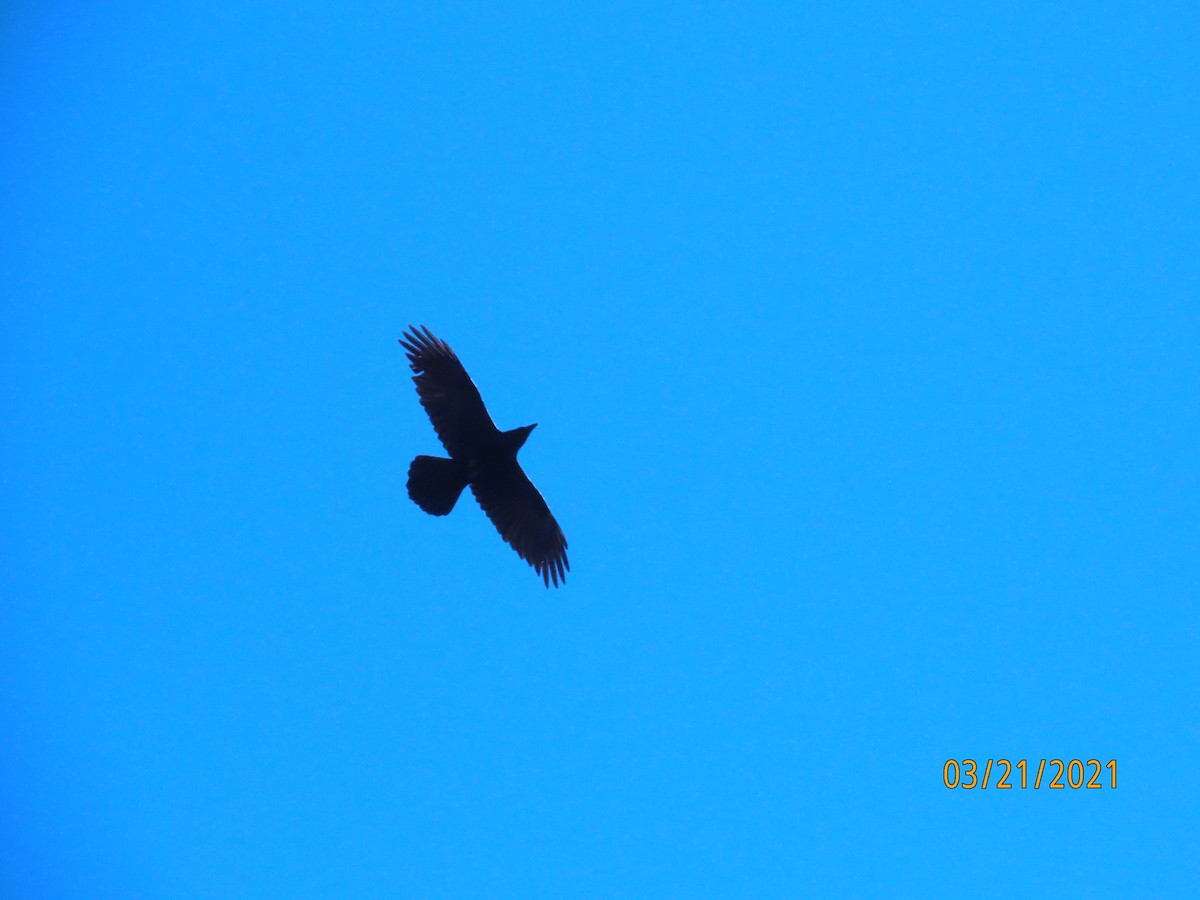 Common Raven - Patrick McGrady