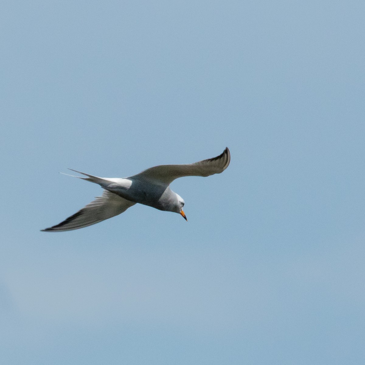 Snowy-crowned Tern - ML411071541