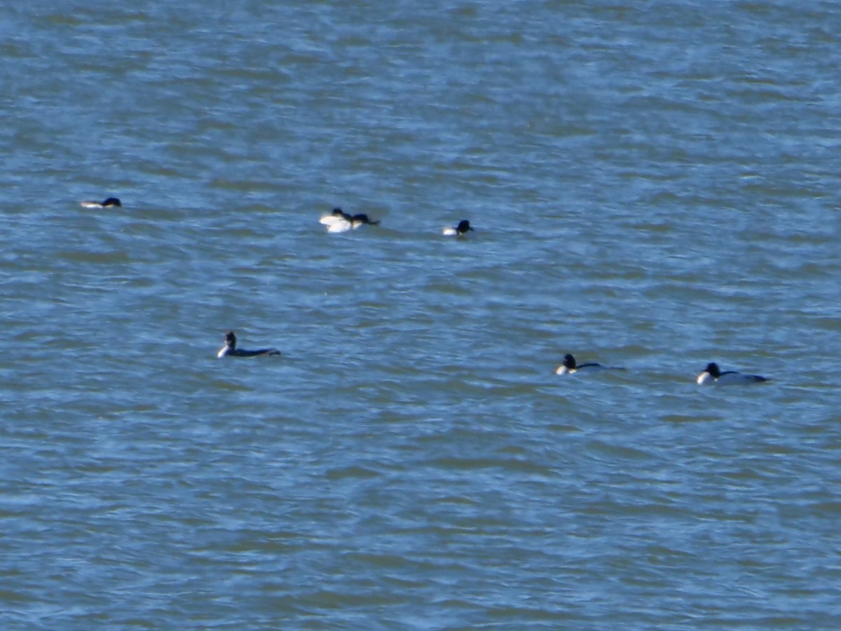 morčák velký - ML411072551