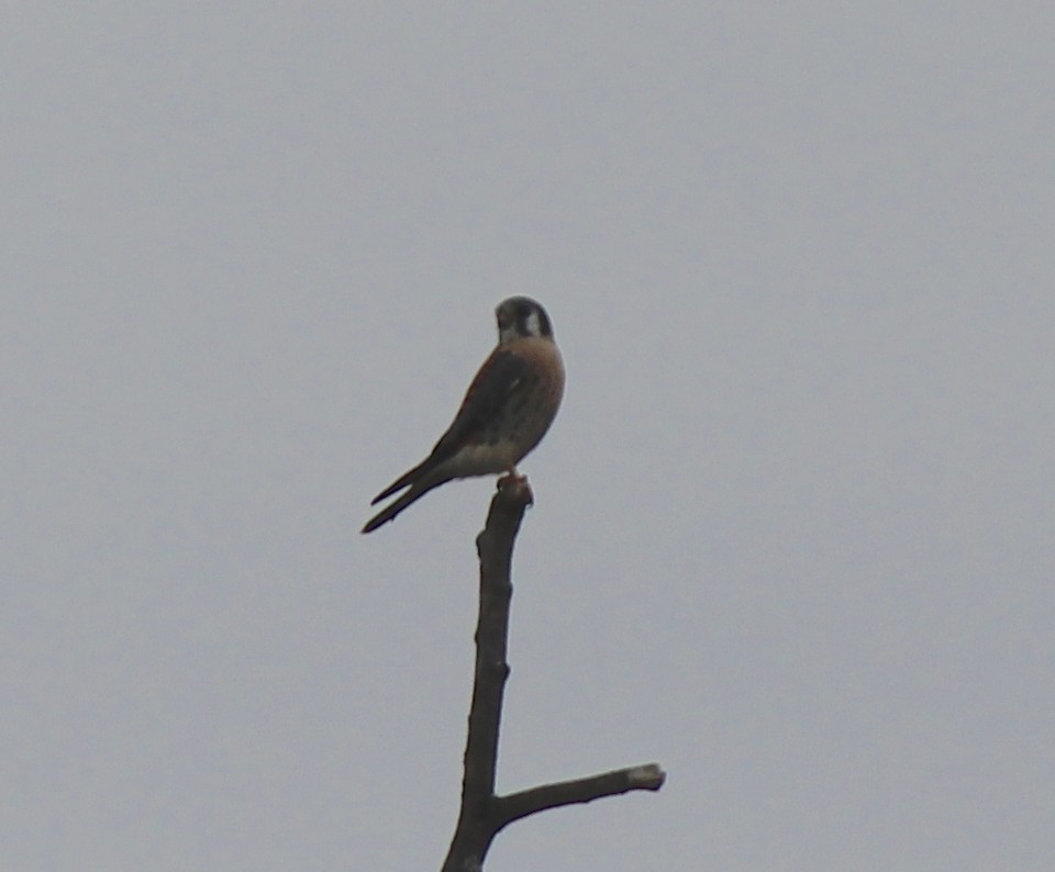 American Kestrel - ML41107261