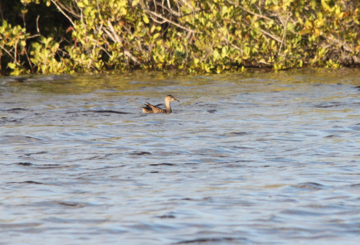 Blue-winged Teal - ML411072811