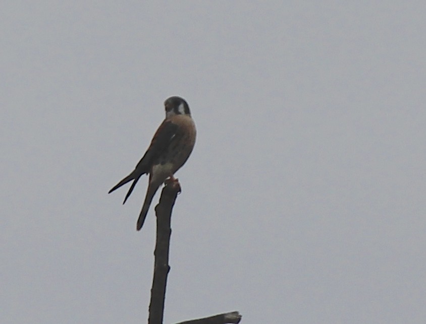 American Kestrel - ML41107321