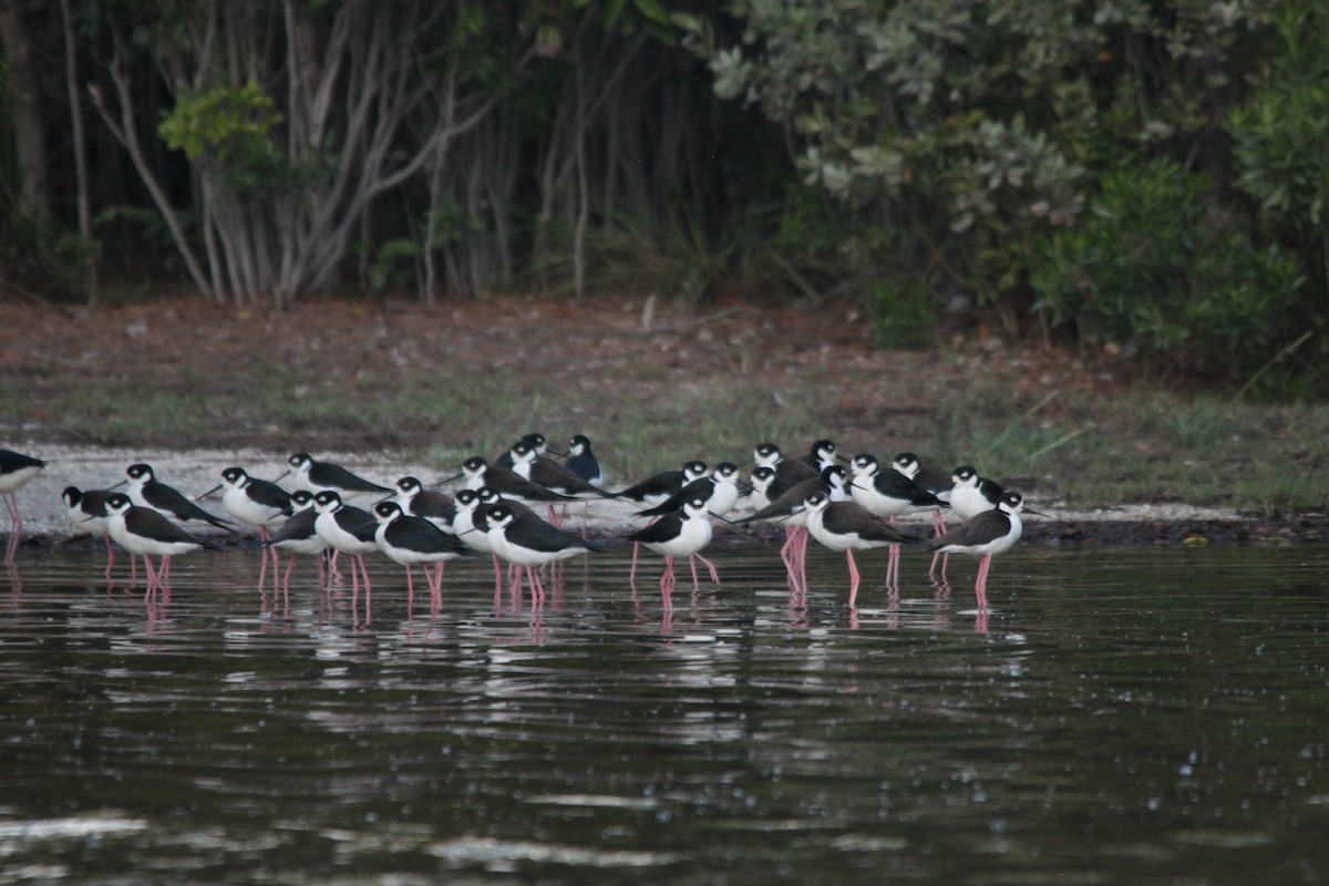 Black-necked Stilt - ML411073271