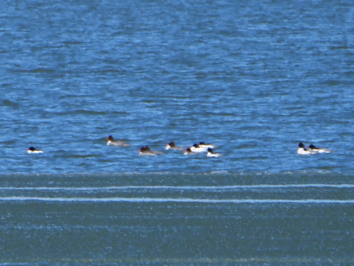 morčák velký - ML411073351