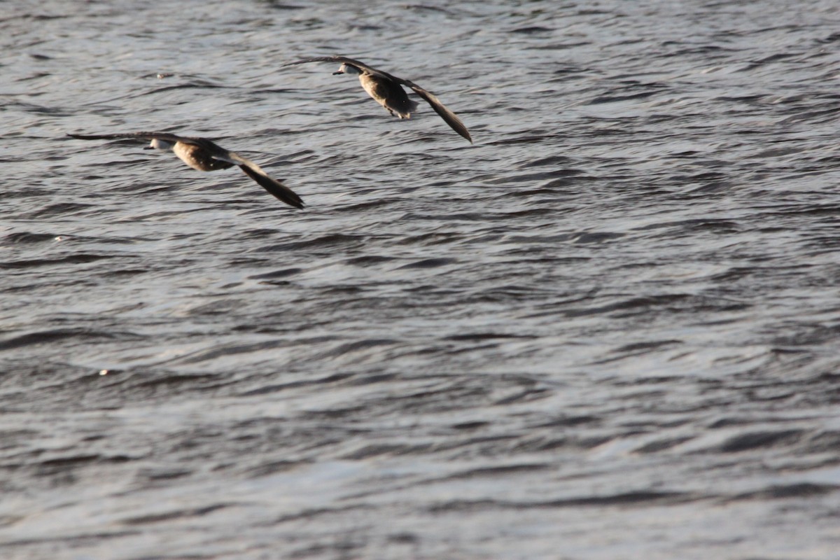 White-cheeked Pintail - ML411073541