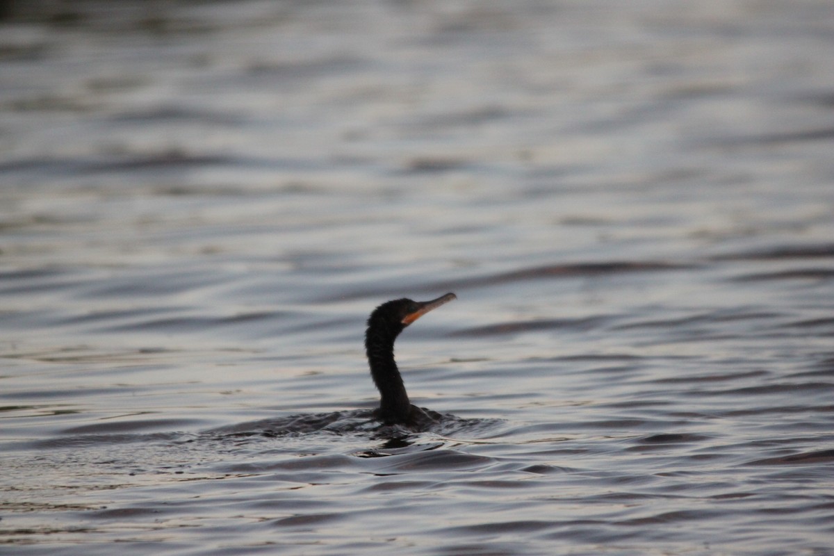 Neotropic Cormorant - ML411073851