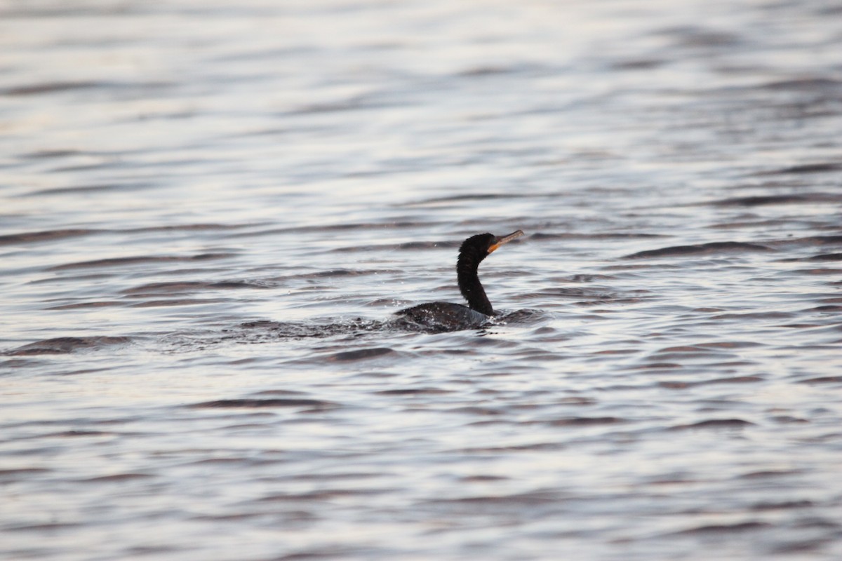 Neotropic Cormorant - ML411073991