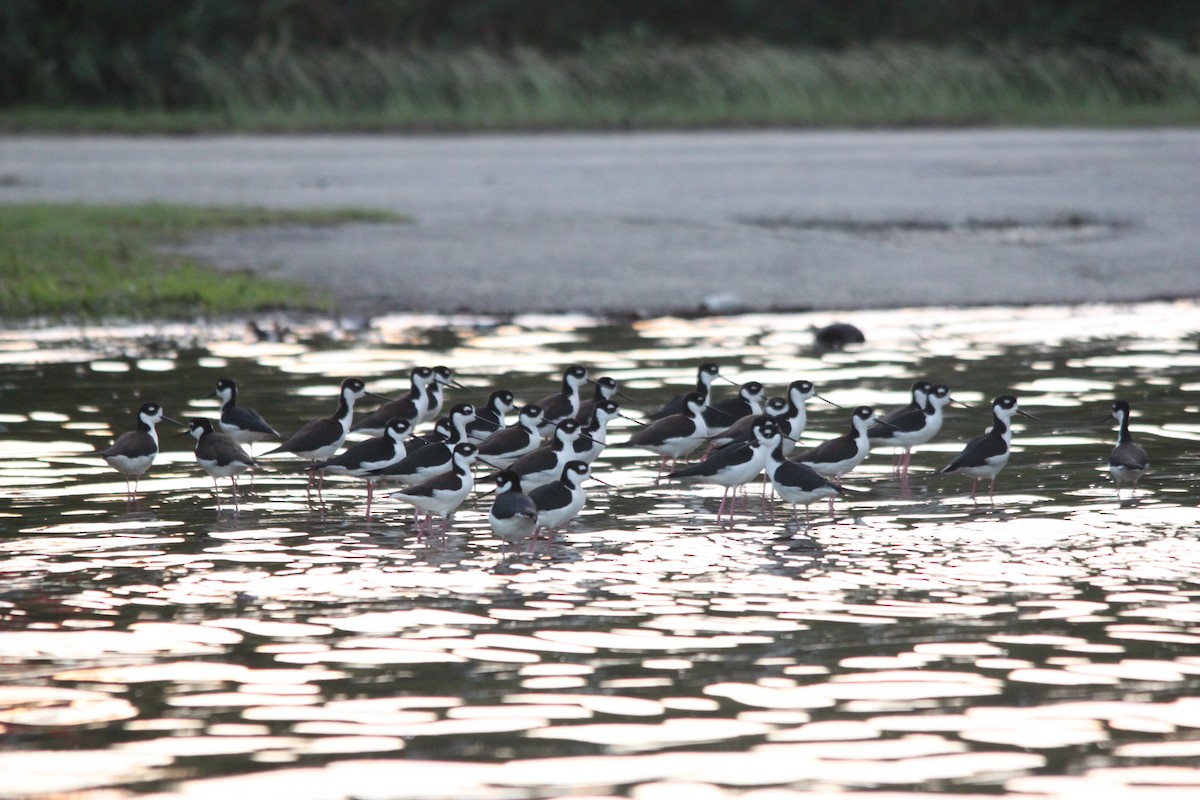 Black-necked Stilt - ML411074091