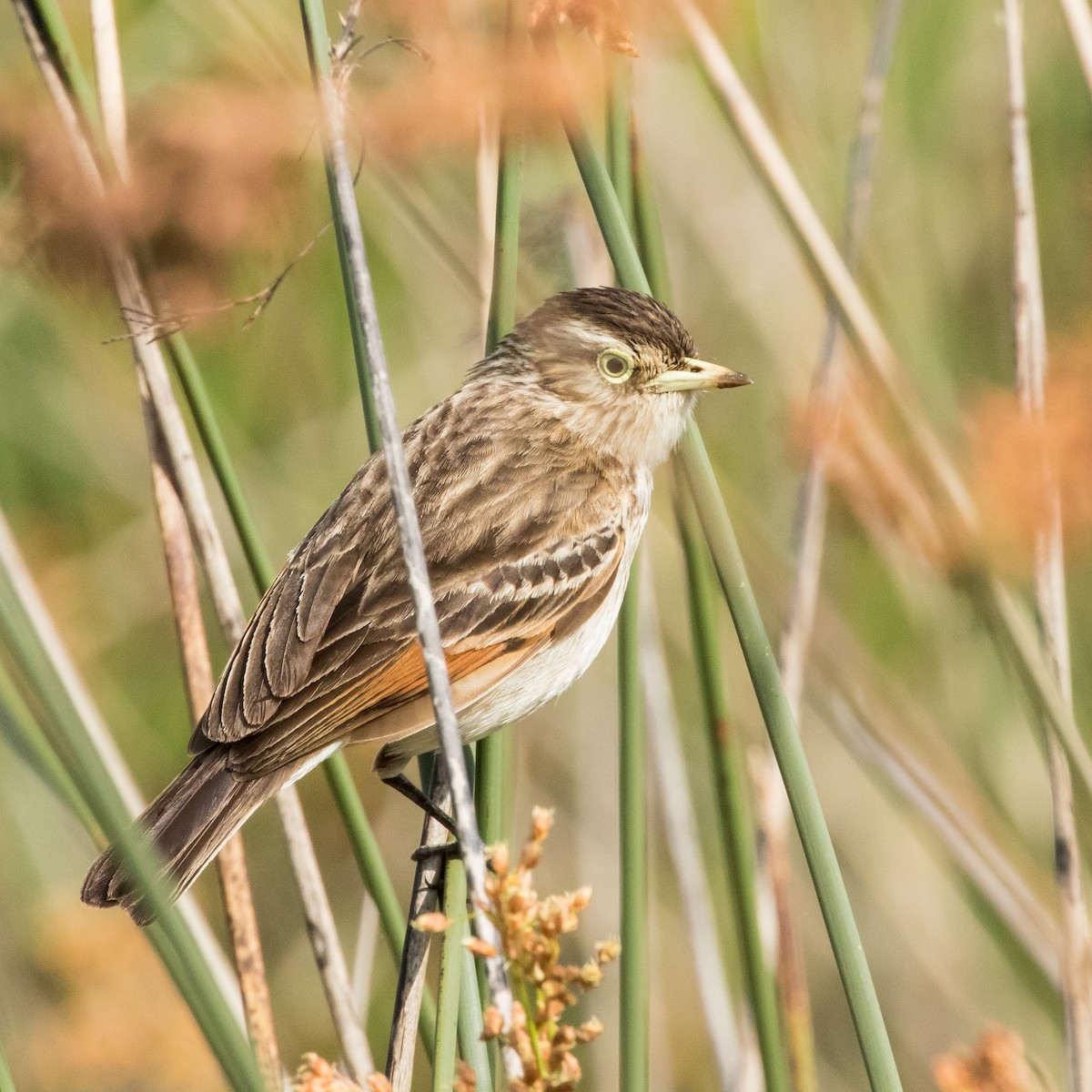 Spectacled Tyrant - Rose Ann Rowlett