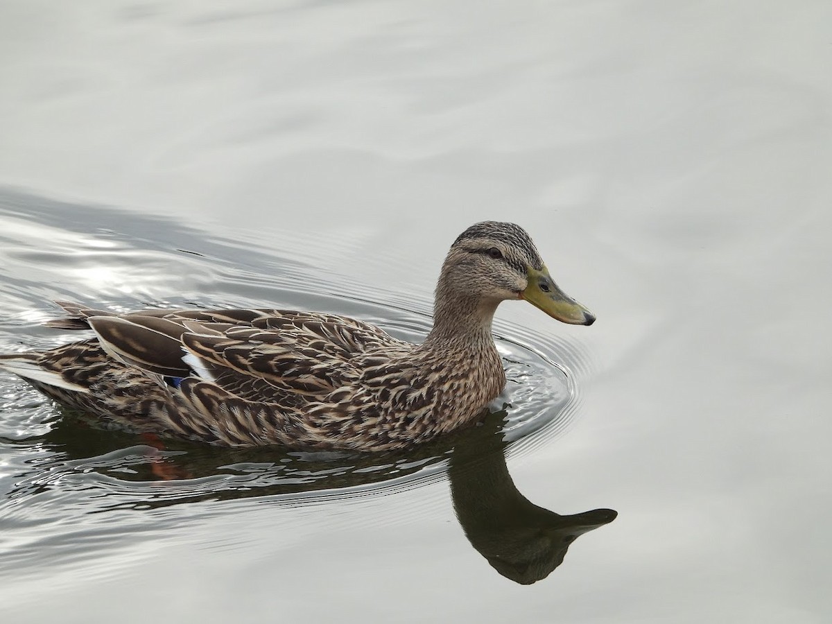 Mallard - ML411076511