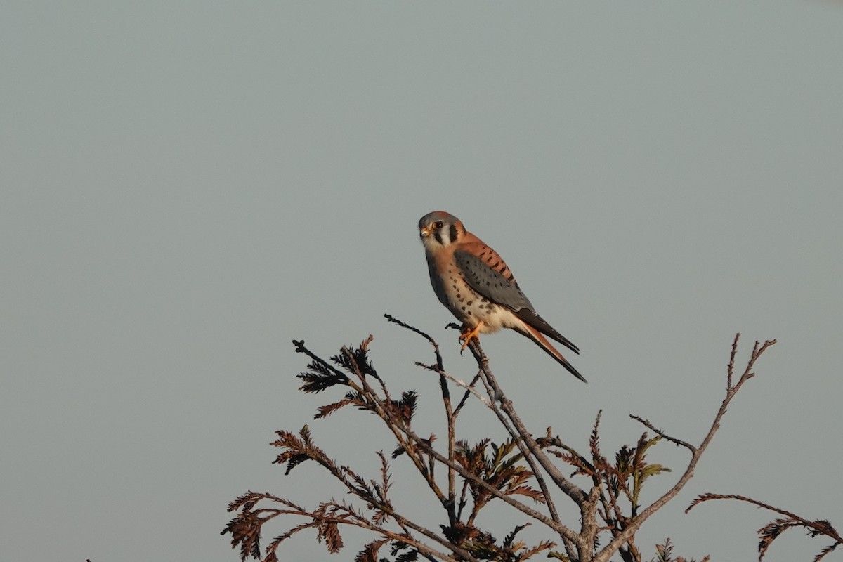 American Kestrel - ML411077381