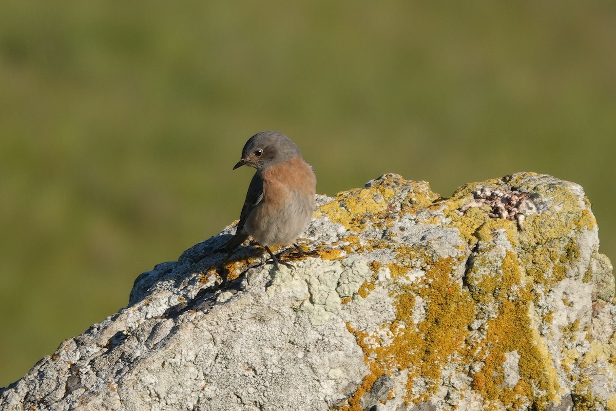 Western Bluebird - ML411077501