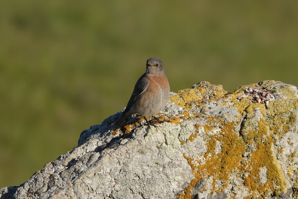 Western Bluebird - ML411077511