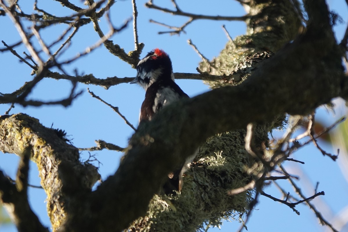 Downy Woodpecker - ML411077621