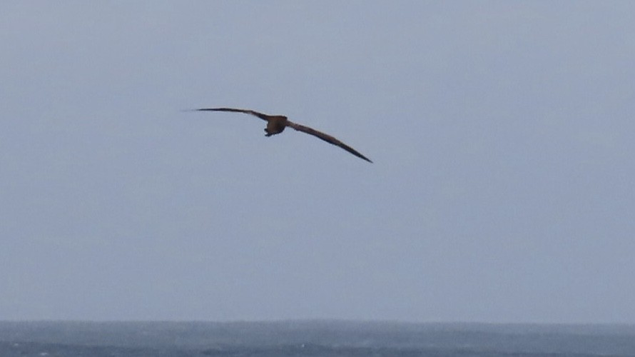 Black-footed Albatross - Jeff Hambleton