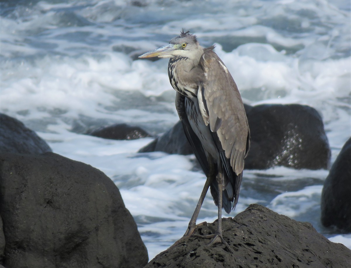 Gray Heron - ML411079071