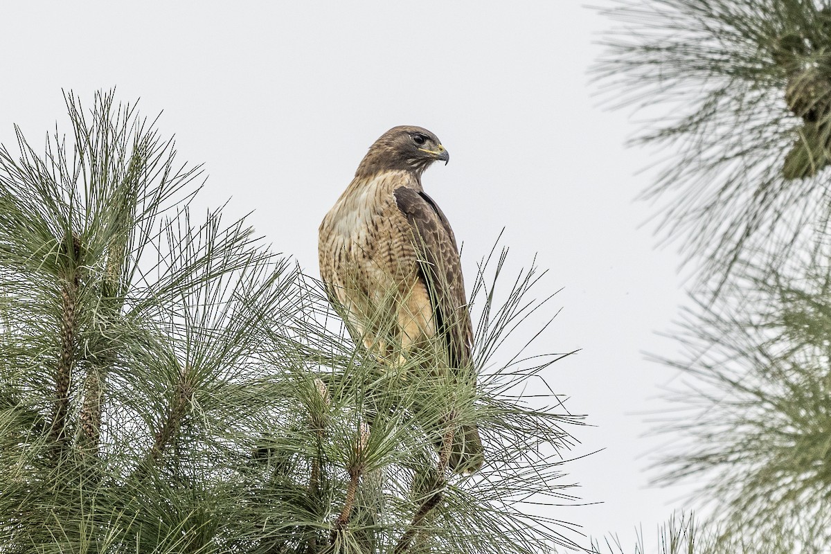 Red-tailed Hawk - ML411080571