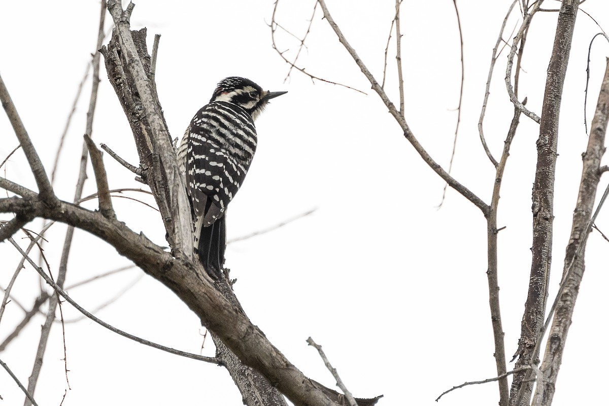 Nuttall's Woodpecker - Kathryn McGiffen