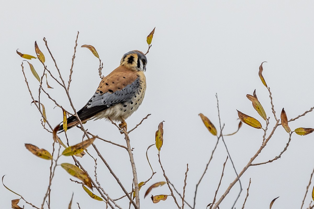 American Kestrel - ML411080851