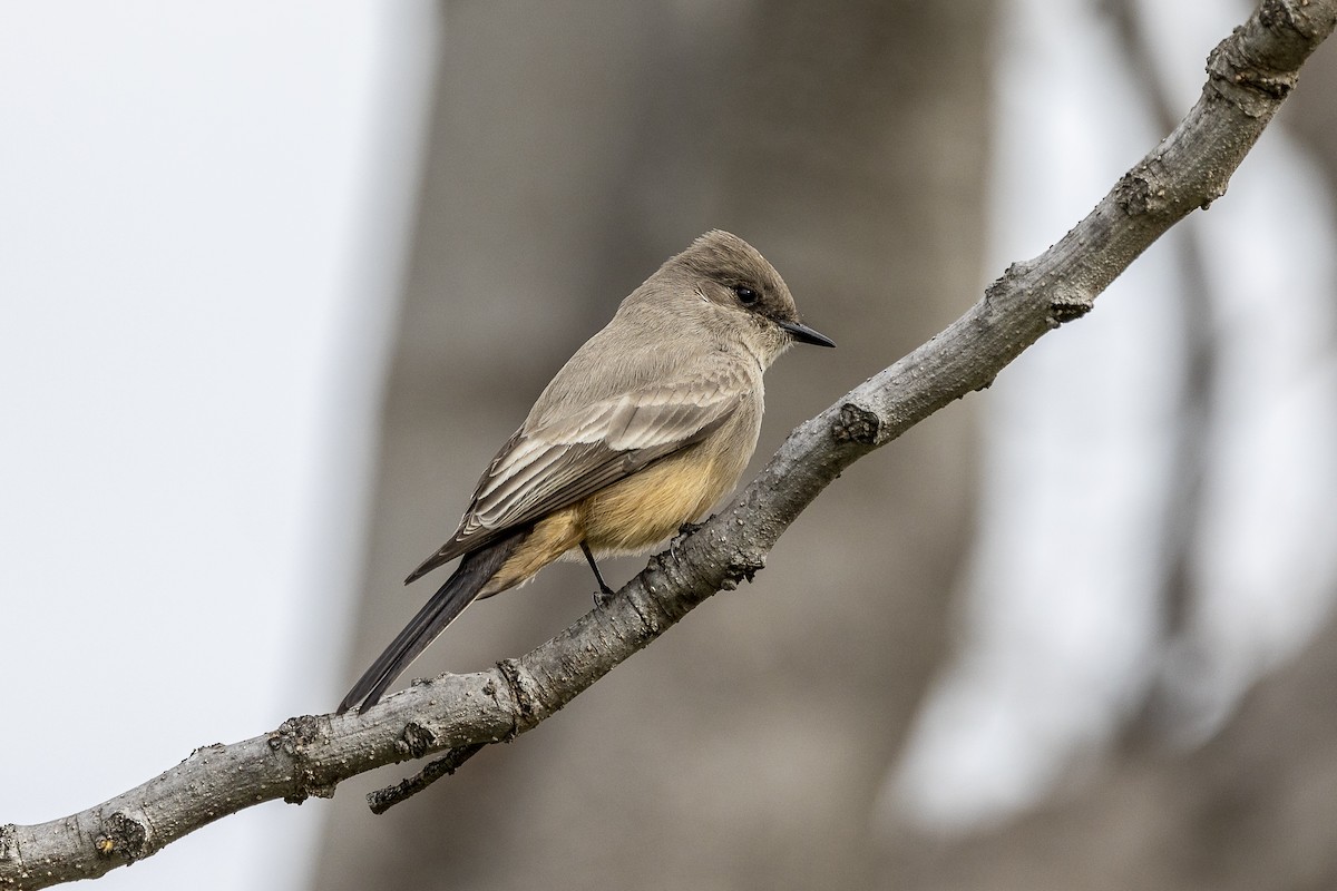 Say's Phoebe - Kathryn McGiffen