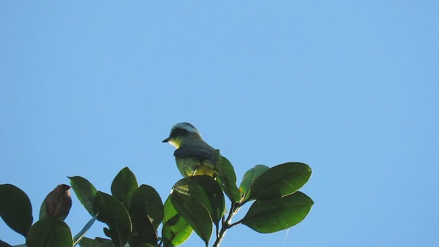 Three-striped Flycatcher - ML411080971