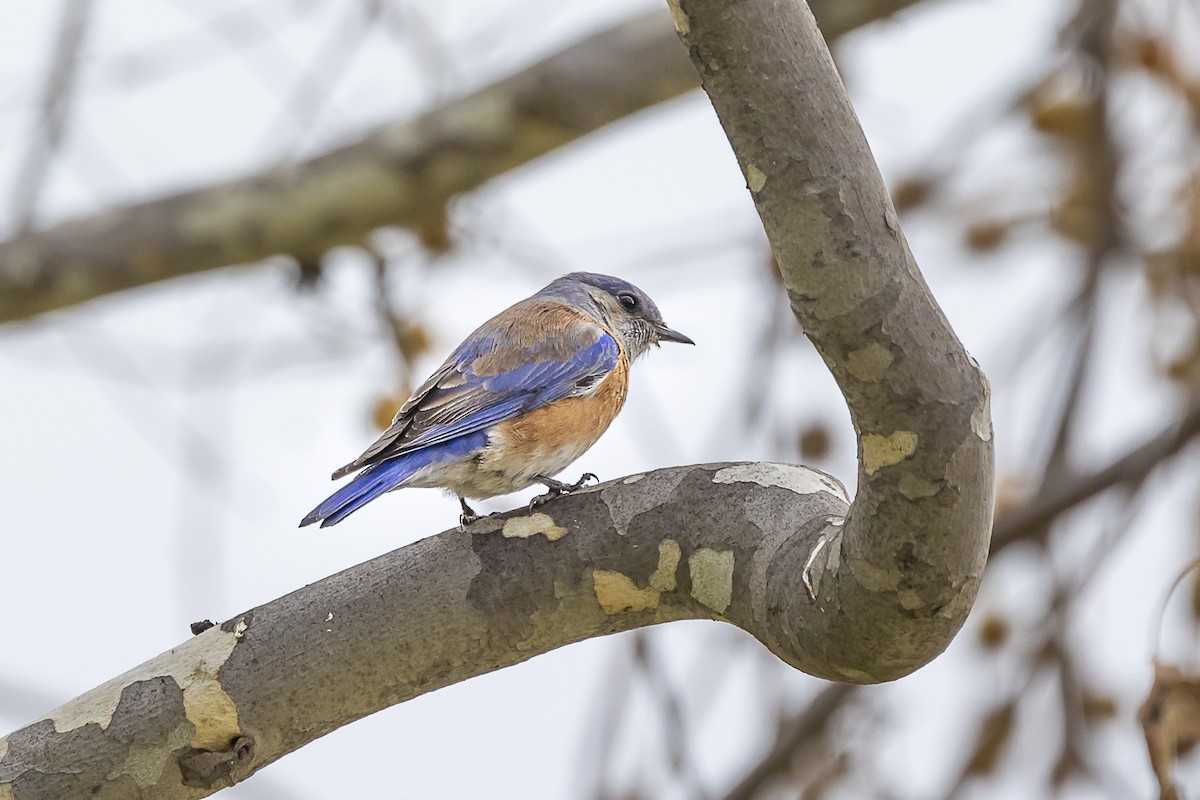 Western Bluebird - Kathryn McGiffen