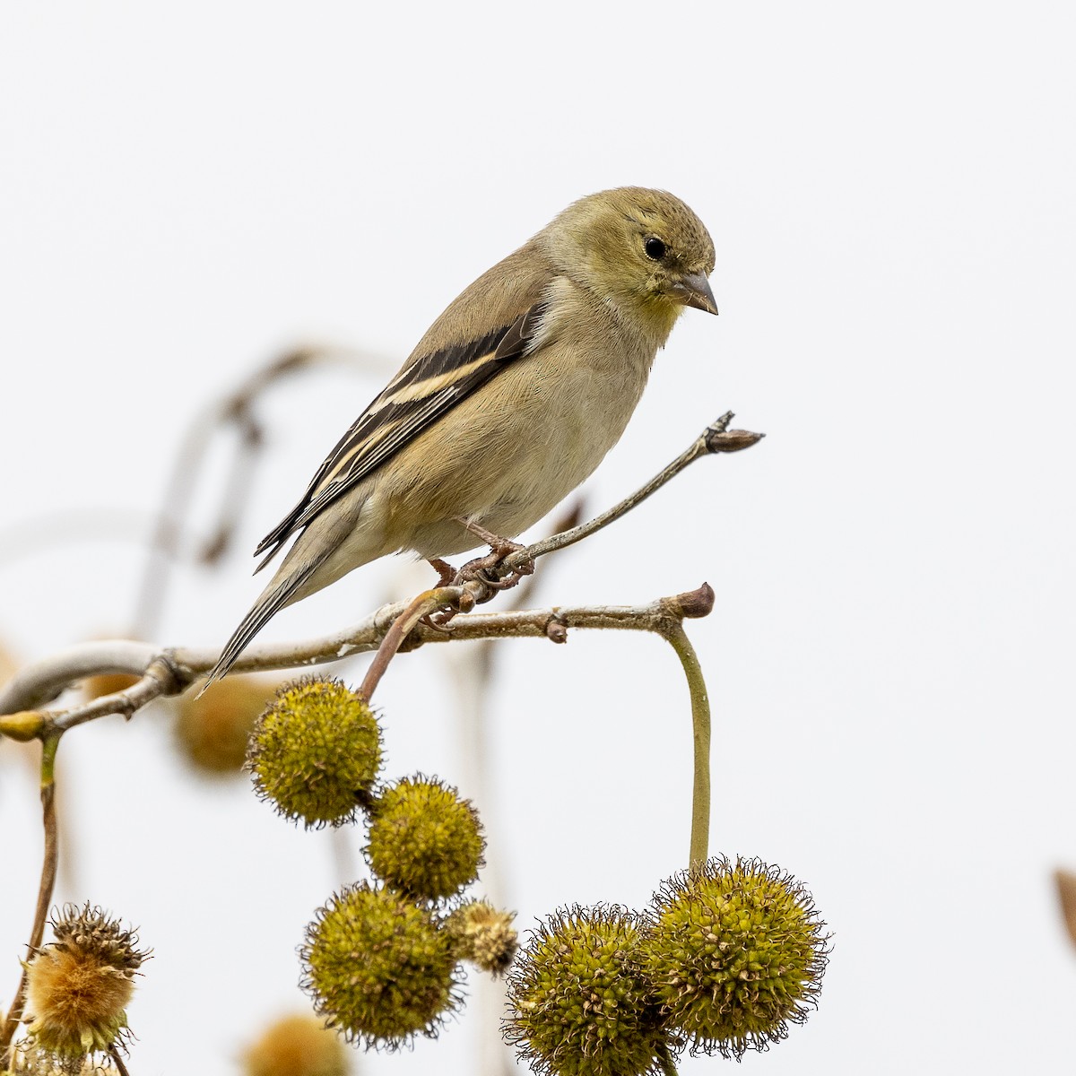 American Goldfinch - Kathryn McGiffen