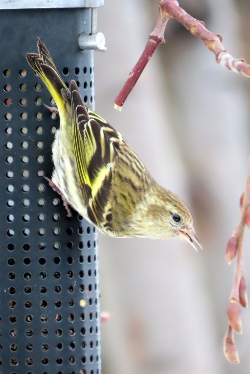 Pine Siskin (green morph) - ML411081351