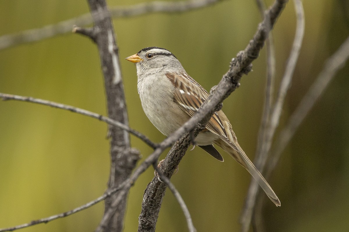 White-crowned Sparrow - Kathryn McGiffen