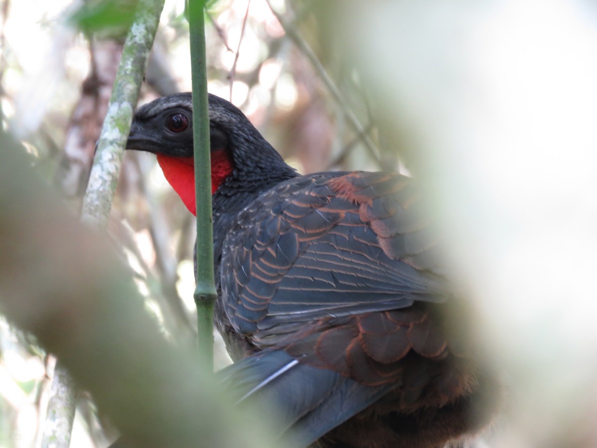 Rusty-margined Guan - João Menezes