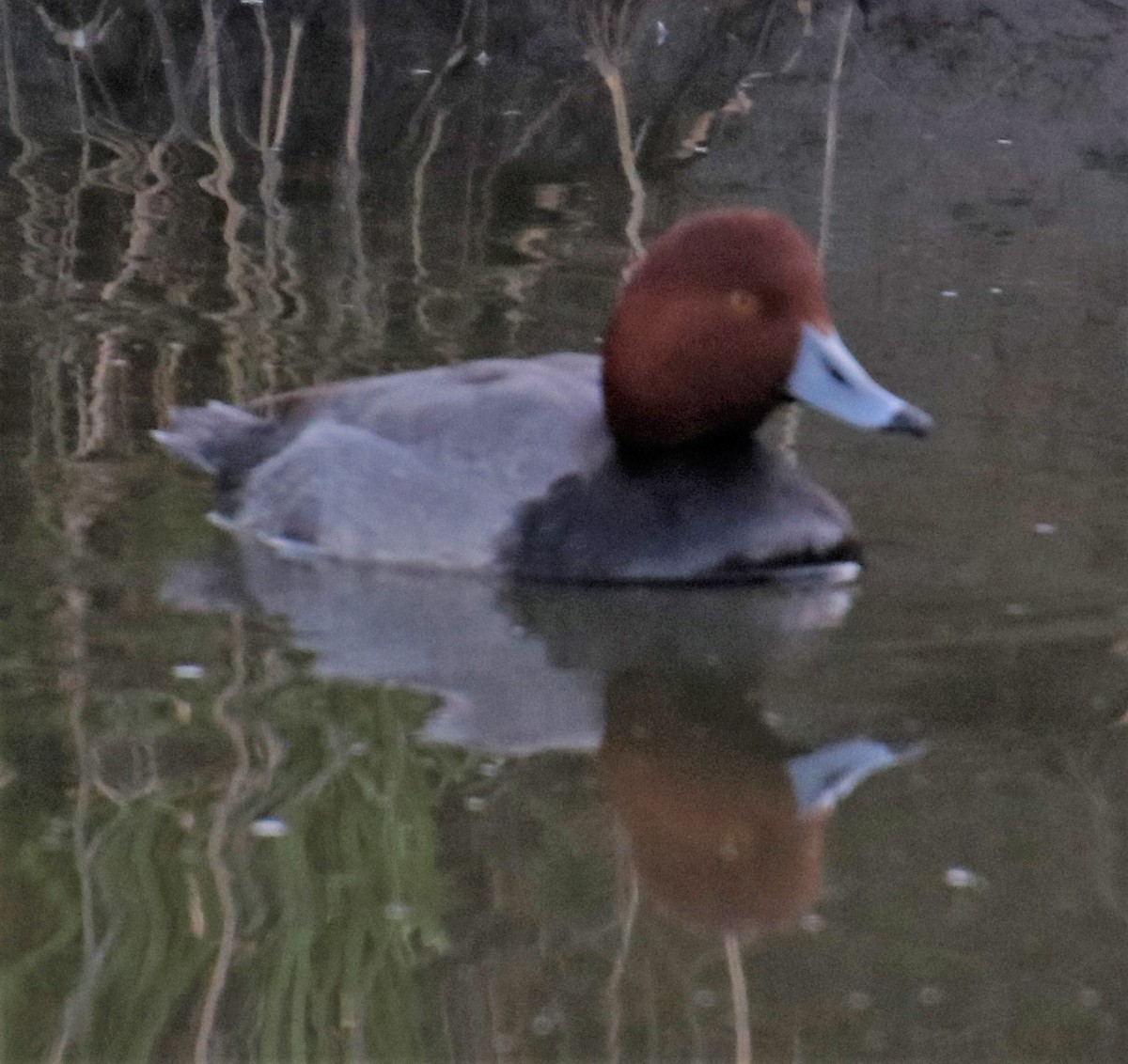 Redhead - ML411083881