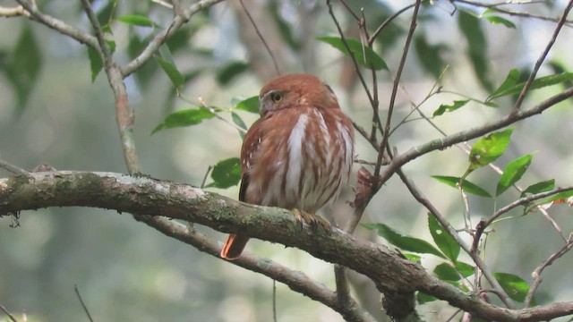 アカスズメフクロウ - ML411084911