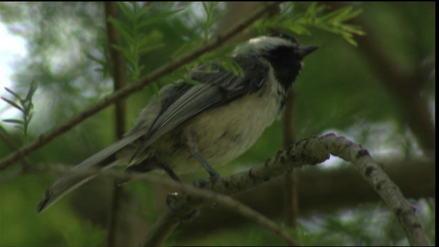 Poecile sp. - ML411085