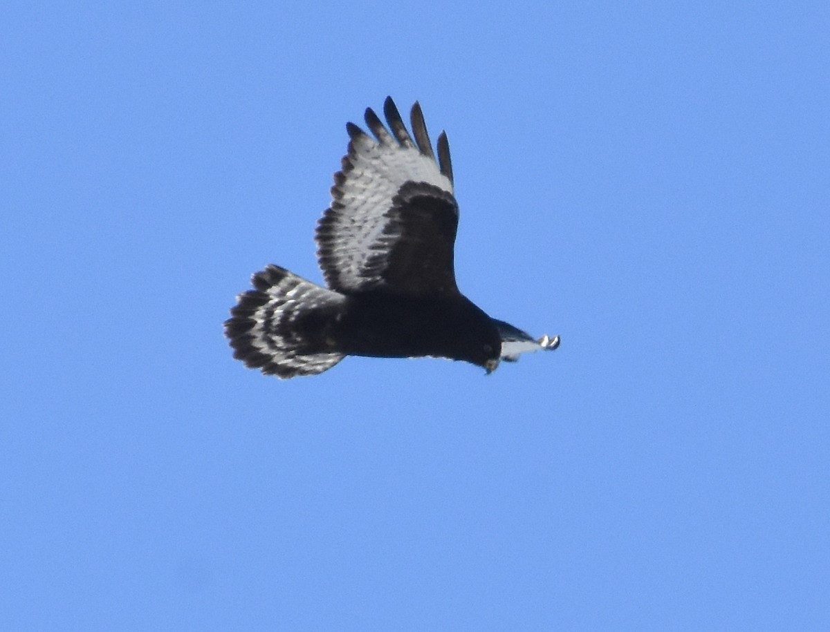 Rough-legged Hawk - ML411085531