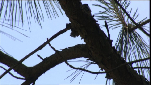 Poecile sp. - ML411086