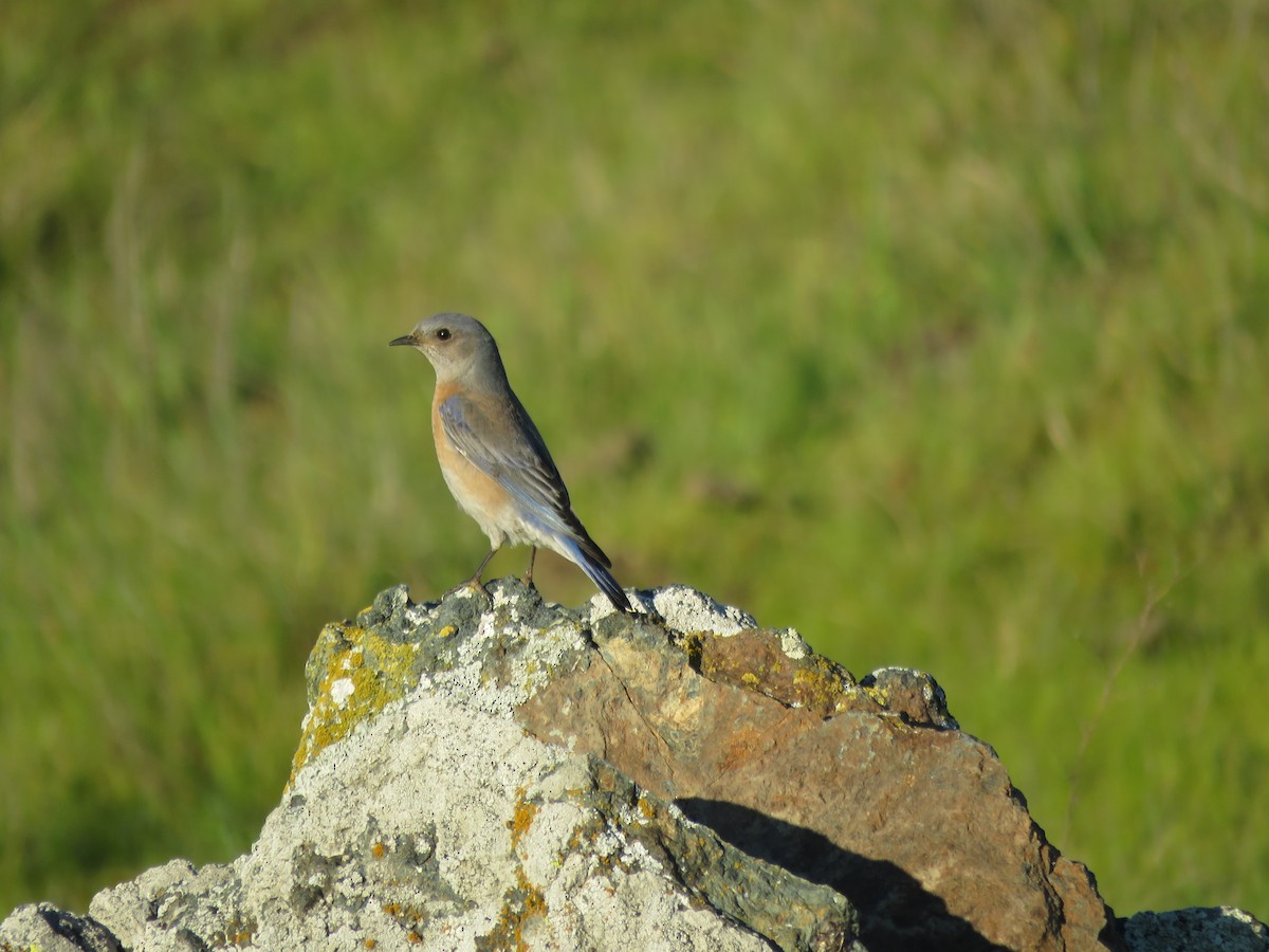 Western Bluebird - ML411086411