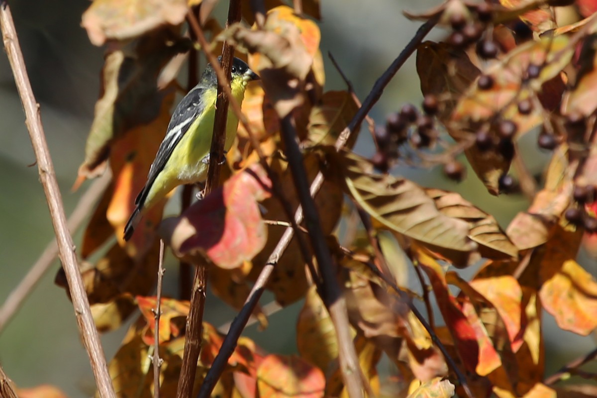 Lesser Goldfinch - ML41108681