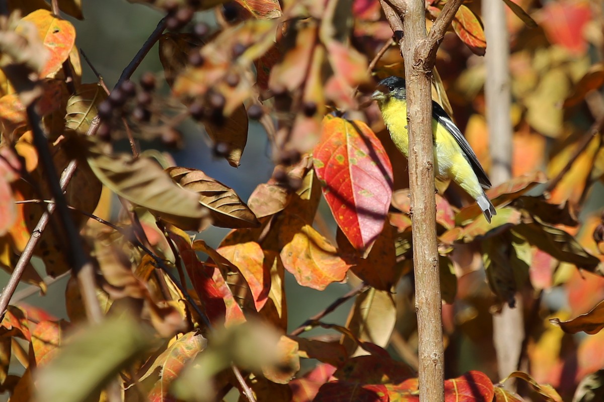 Lesser Goldfinch - ML41108691