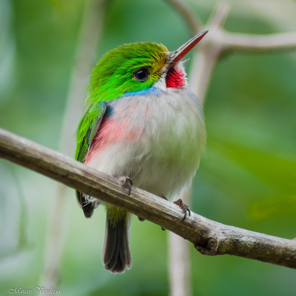 Cuban Tody - ML411086921