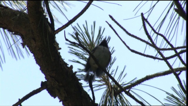 Poecile sp. - ML411087