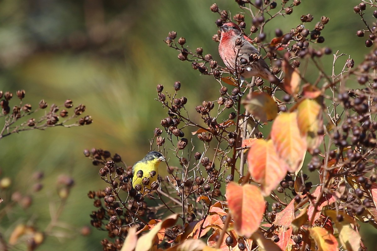 Lesser Goldfinch - ML41108711