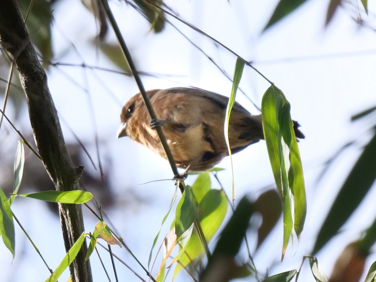 Blue Seedeater - ML411087501