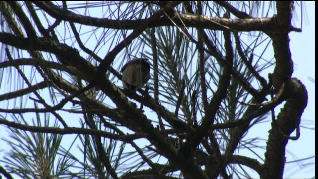 Poecile sp. - ML411088