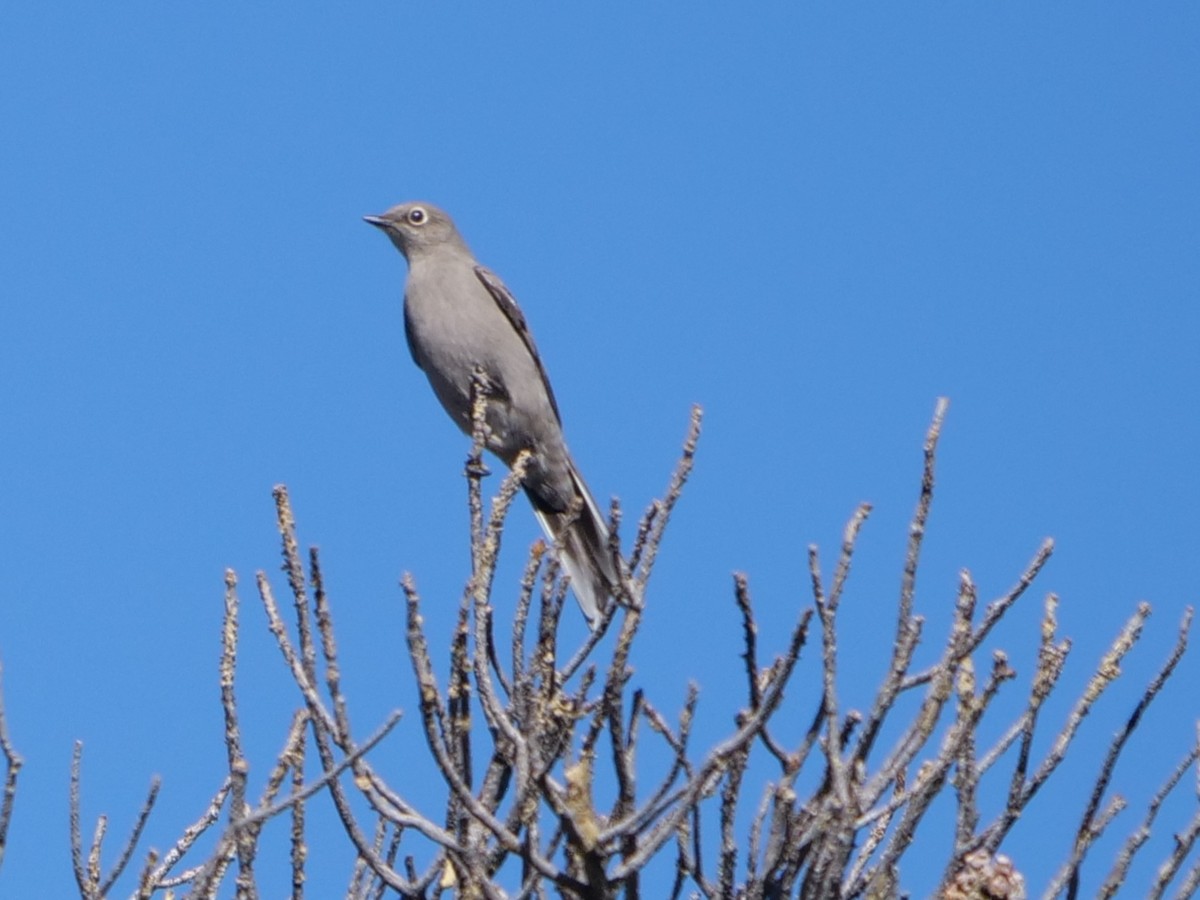 Townsend's Solitaire - ML411089721