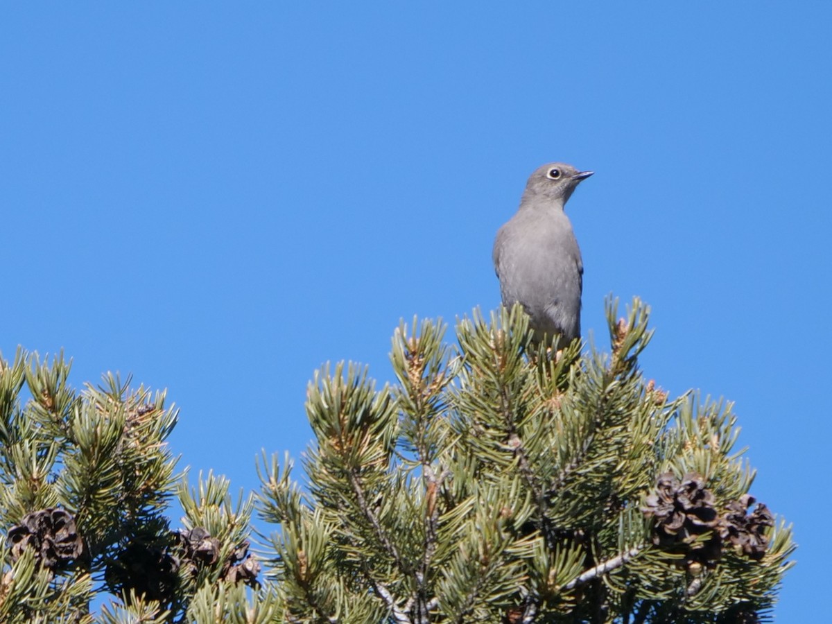 Townsend's Solitaire - ML411089751