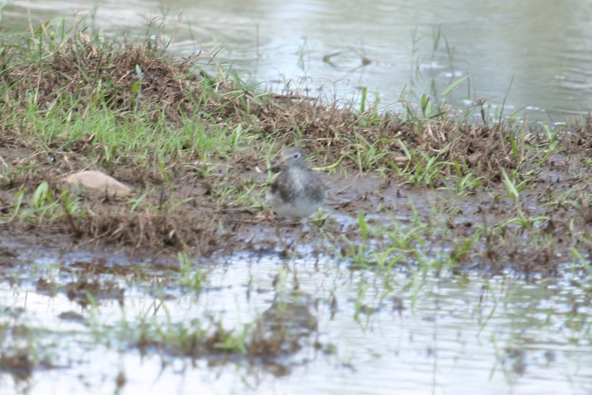 Solitary Sandpiper - ML41109021