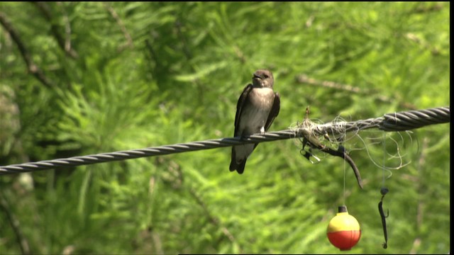 Hirondelle à ailes hérissées (groupe serripennis) - ML411093